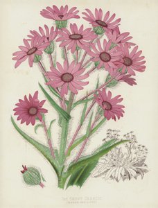 Showy Senecio，Senecio Speciosus 作者 英语学校